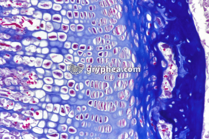 Ossification enchondrale x100 - gryphea.com